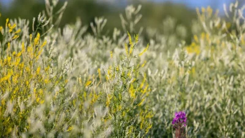 В выходные на большей части Надымского района будет по-летнему жаркая погода