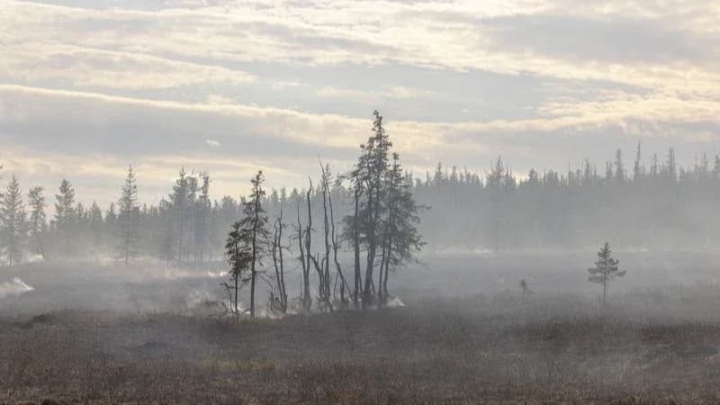 В Надымском районе лес горит на площади почти 400 гектаров