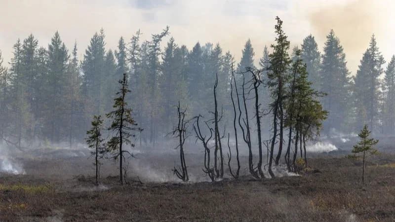 В Надымском районе площадь природных пожаров выросла до 530 гектаров