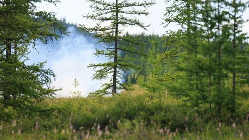 В Надымском районе лес горит на площади почти две тысячи гектаров