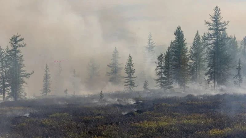В Надымском районе сократилось количество природных пожаров, но площадь их увеличилась