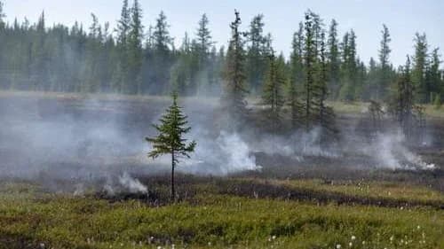 В Надымский район вернулись лесные пожары