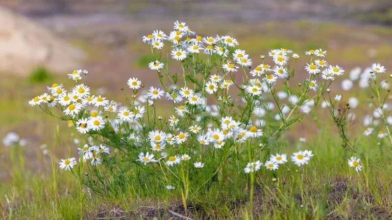Знойное завершение июля: в Надымском районе будет яркое солнце