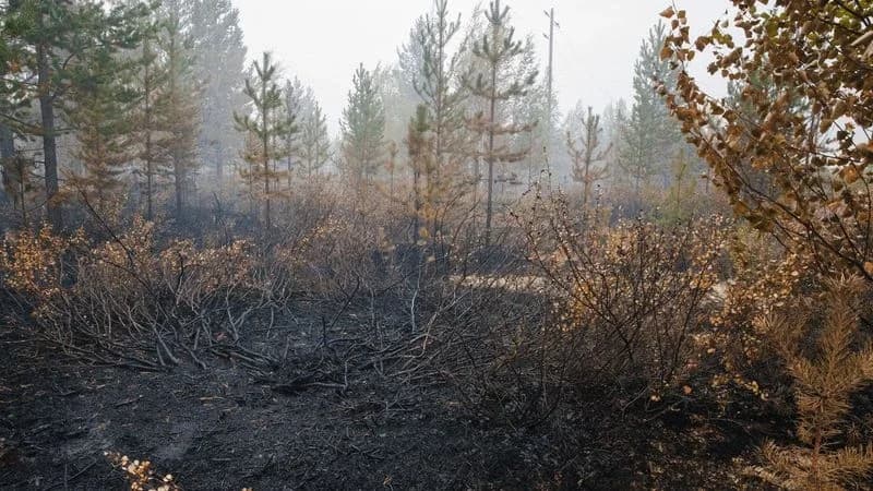 Пожары отступают: в Надымском районе стало меньше природных возгораний