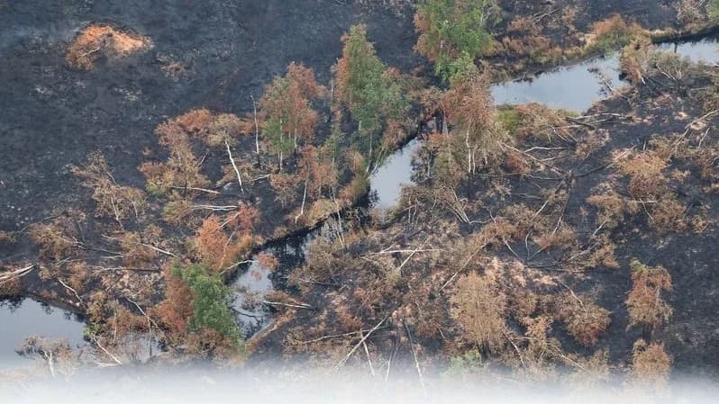 В Надымском районе значительно снизилось количество лесных пожаров
