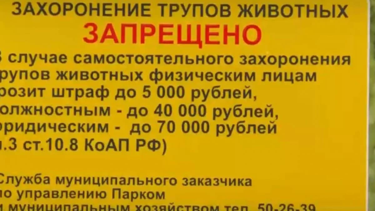 В Надыме устранят стихийное кладбище животных