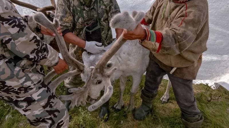 От прививок до ветаптечек: на Ямале защищают оленье поголовье