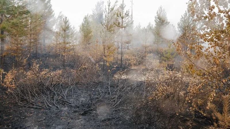 В Надымском районе потушены практически все природные пожары
